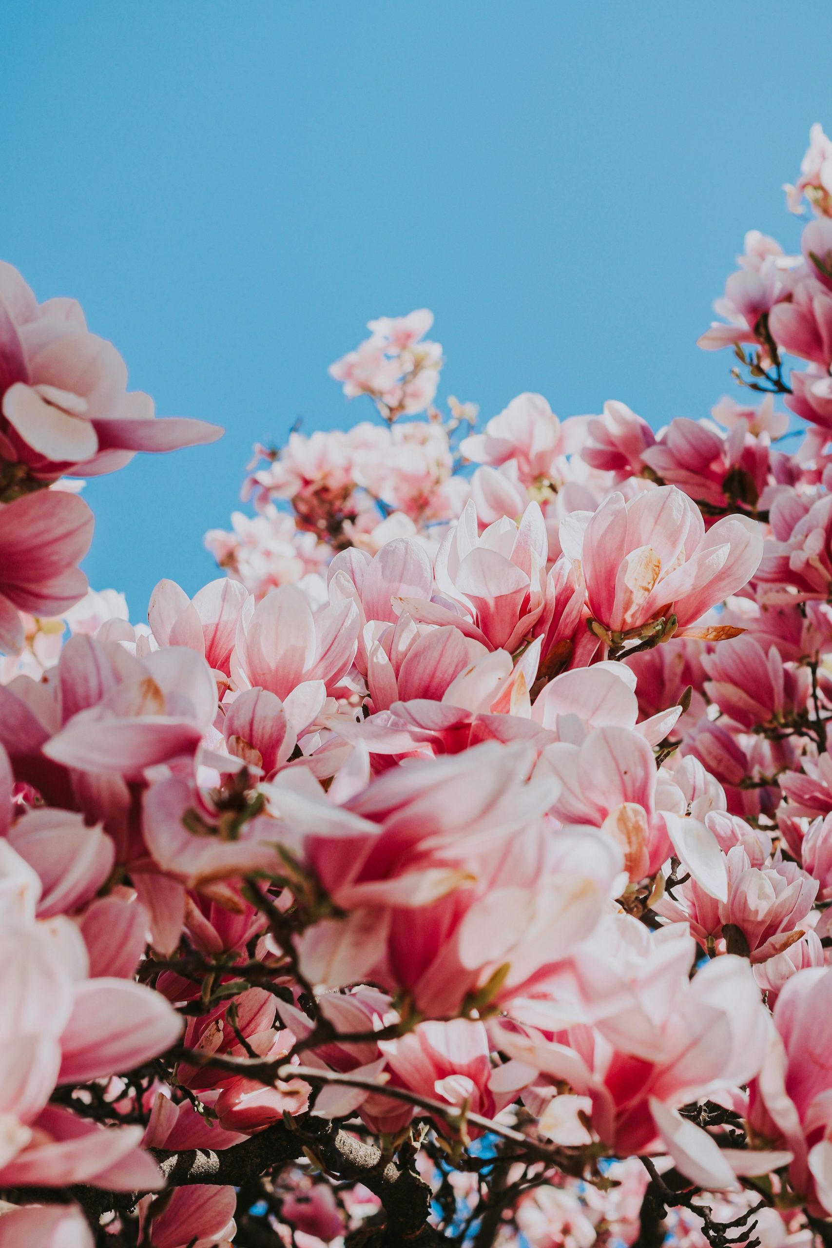 Nouveauté de ce printemps